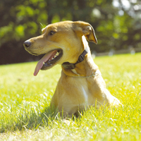 Dogwatch elektromos kerts kutyknak szks ellen