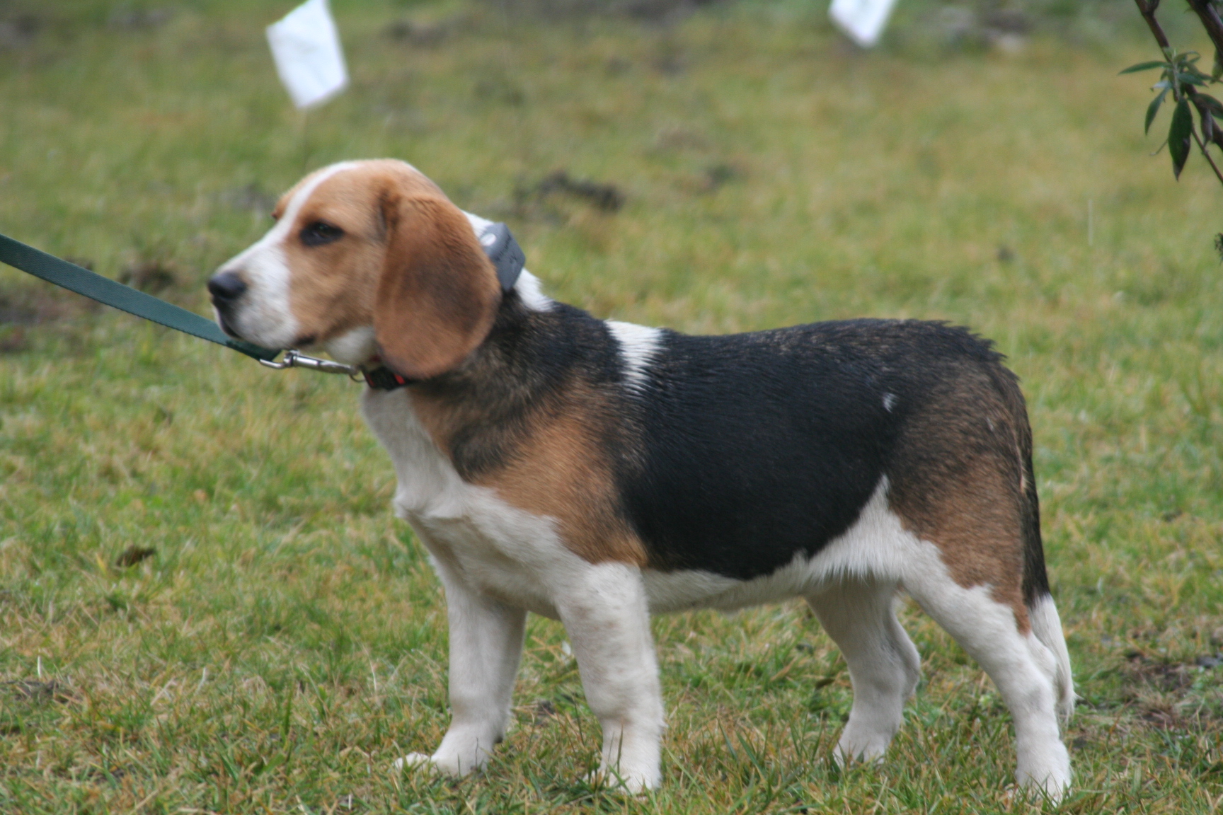 Dogwatch elektromos lthatatlan kutyakerts