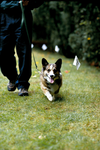 Dogwatch elektromos kerts macskknak szks ellen